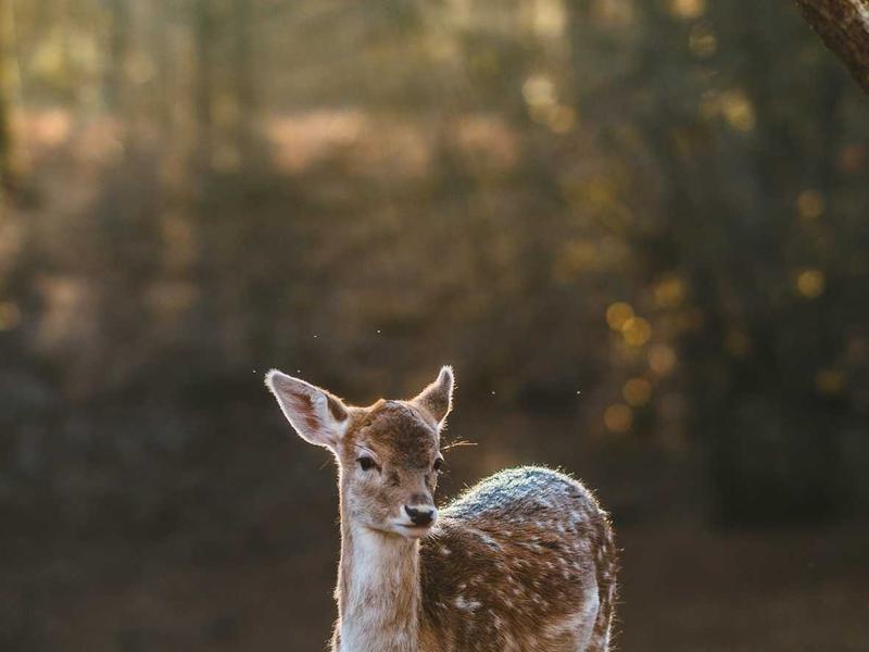 元曲四大家<br>qyf5seag.cn 窦娥六月飞雪